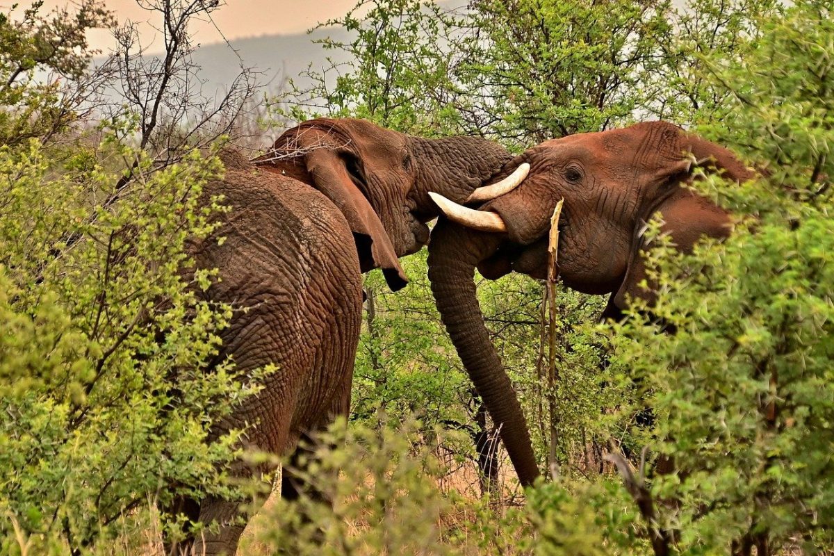 elephants-8253675_1280