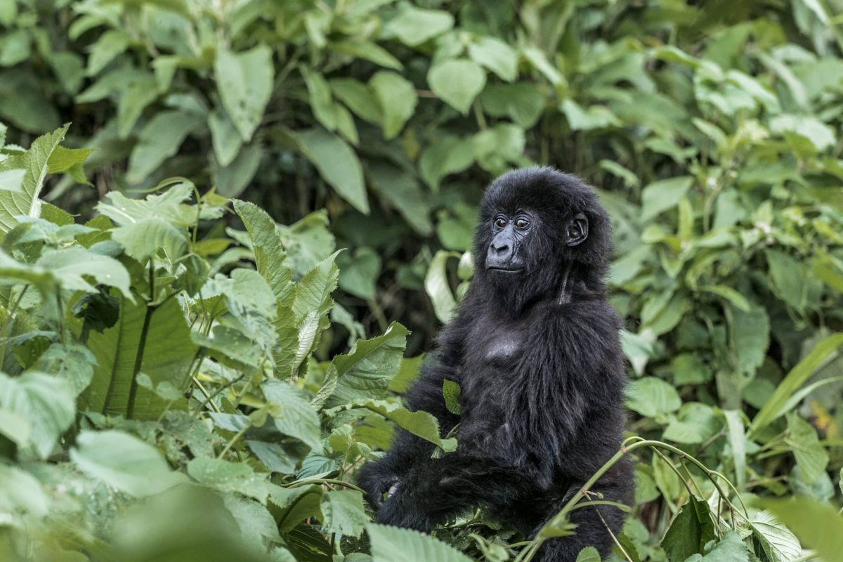 Young mountain gorilla in the Virunga National Park, Africa, DRC, Central Africa.