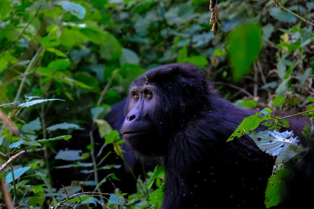 Mountain Gorilla in Volcanoes National Park