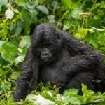 Mountain Gorilla In Bwindi National Park, Uganda