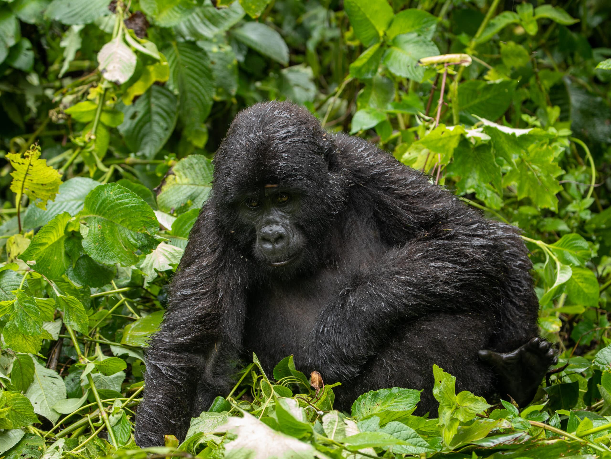 Mountain Gorilla In Bwindi National Park, Uganda