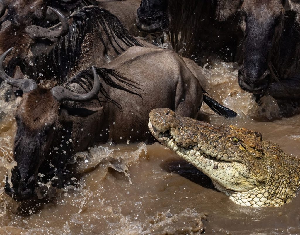 a-croc-chasing-a-wildebeest-in-africa