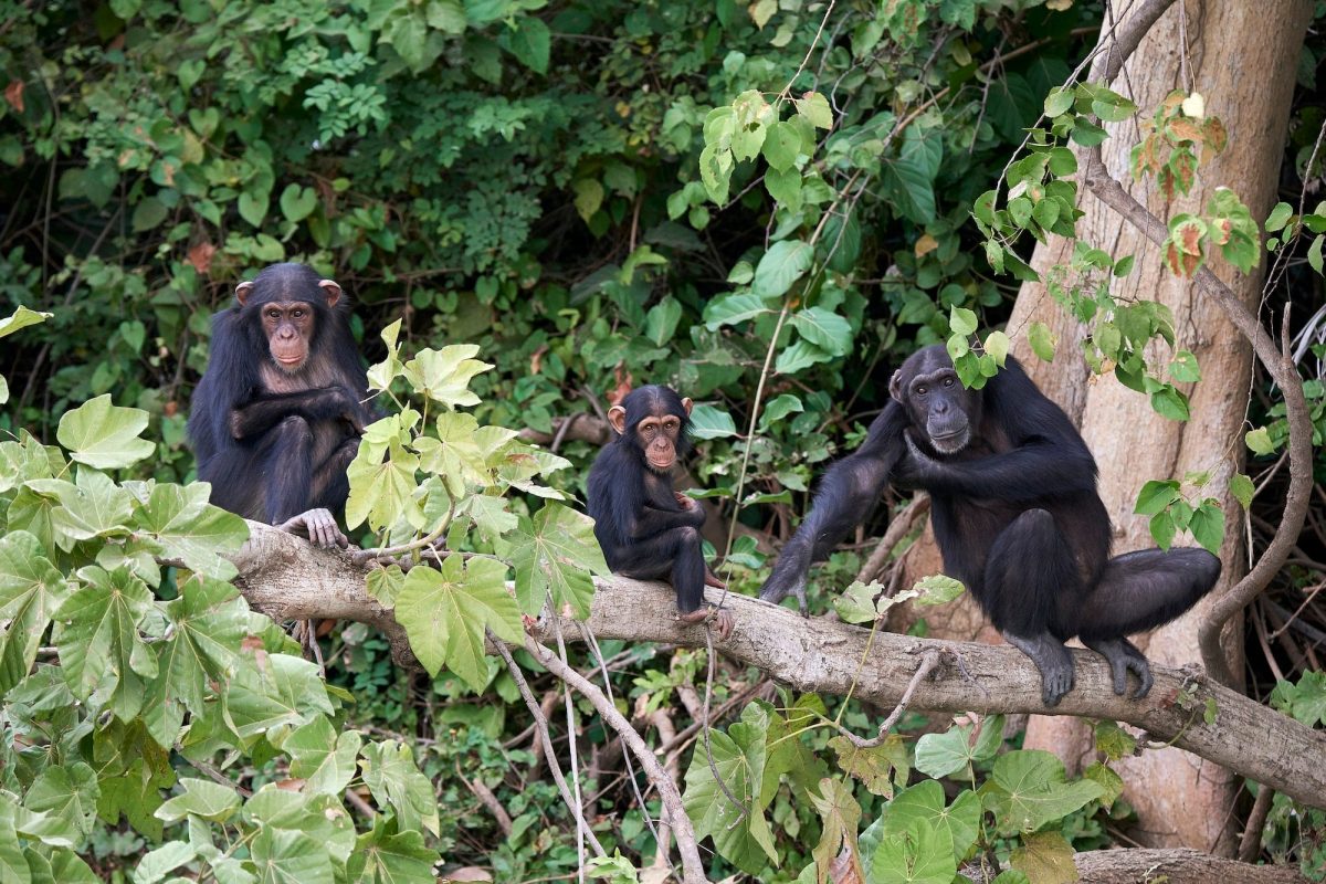 chimpanzee-pan-troglodytes-