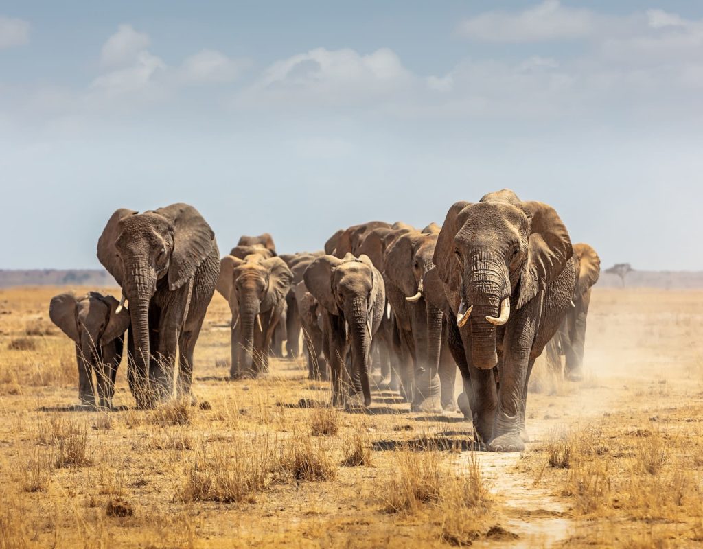 herd-of-african-elephants-walking-towards-camera