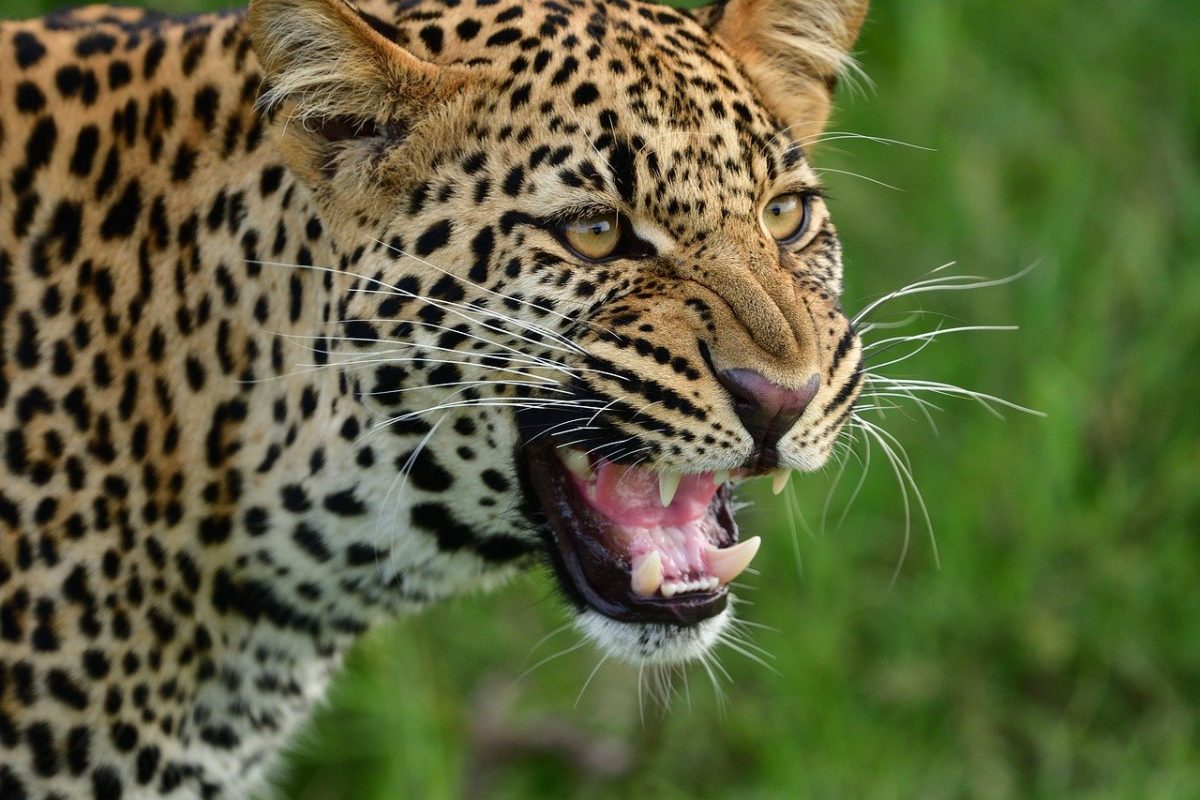 leopard-7235632_1280