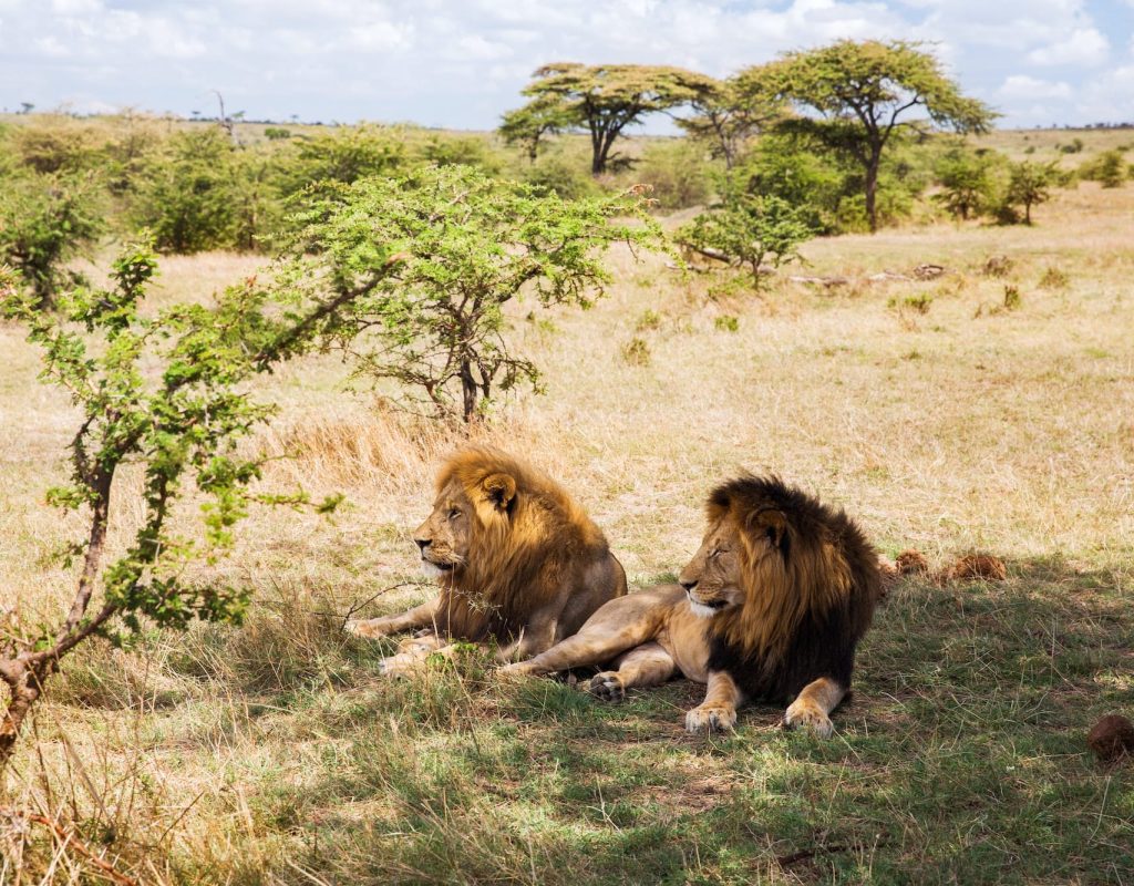 male-lions-resting-in-savannah-at-africa