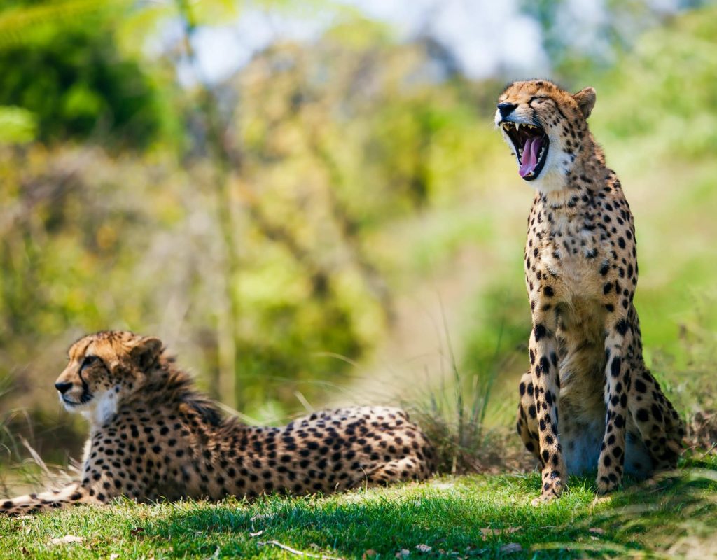 two-african-cheetahs-relaxing-in-the-grass