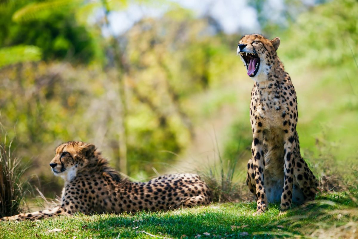 two-african-cheetahs-relaxing-in-the-grass