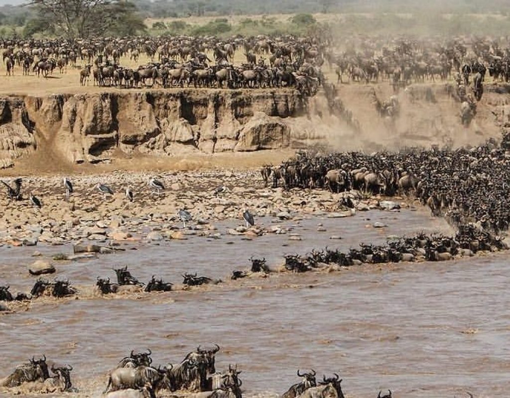 wildebeests-crossing