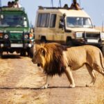 why lions don't attack safari vehicles