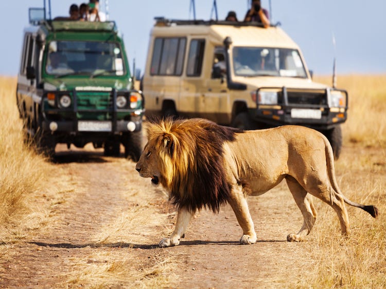 why lions don't attack safari vehicles
